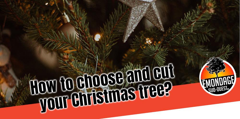 choose a christmas tree