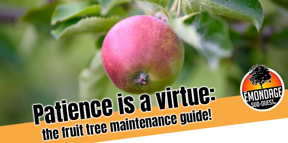 fruit tree maintenance guide